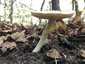 Citromgalóca (Amanita citrina), Somogy. Fejlett, halványsárga, hártyás gallér